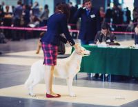 Biały Owczarek Szwajcarski Viva Alpen Angel