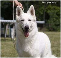 Biały Owczarek Szwajcarski I'm Blue Rose of Alpen Angel - CAC Wrocław 2015