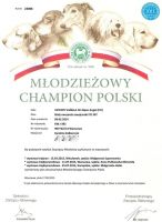 Biały Owczarek Szwajcarski Hodowla