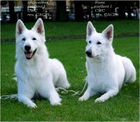 Biały Owczarek Szwajcarski Sky i Rosa Alpen Angel