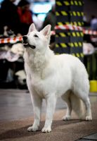 Biały Owczarek Szwajcarski Shira Alpen Angel