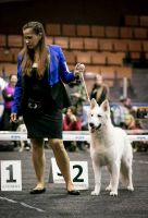 Biały Owczarek Szwajcarski Shira Alpen Angel