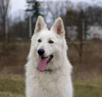 Biały Owczarek Szwajcarski Silver Alpen Angel