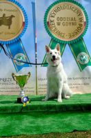 Biały Owczarek Szwajcarski - Shelma Alpen Angel