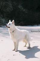 Bały Owczarek Szwajcarski - Silver