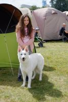 Biały owczarek szwajcarski - Shelma