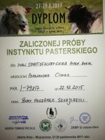 Biały Owczarek Szwajcarski - Shira Alpen Angel