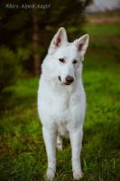 Biały Owczarek Szwajcarski - Shira Alpen Angel