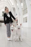 Biały owczarek szwajcarski - hodowla