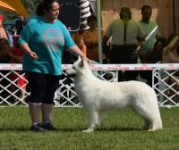 Queeni - biały owczarek szwajcarski