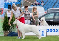 biały owczarek szwajcarski