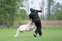 IGP - biały owczarek szwajcarski