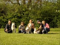 biały owczarek szwajcarski - szczeniak