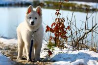 biały owczarek szwajcarski