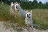 biały owczarek szwajcarski