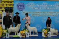 Biały Owczarek Szwajcarski - Shira Alpen Angel