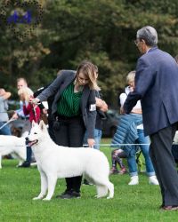 Biały owczarek szwajcarski