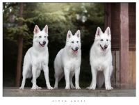 Biały Owczarek Szwajcarski - Dziewczyny Alpen Angel