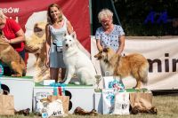 Biały owczarek szwajcarski - miot C