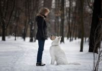 Biały owczarek szwajcarski - Kyra