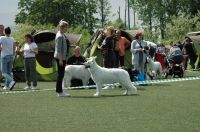 Biały Owczarek Szwajcarski - Shira Alpen Angel