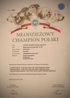 Biały Owczarek Szwajcarski Hodowla