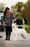 Biały Owczarek Szwajcarski - Shira Alpen Angel