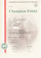 Biały Owczarek Szwajcarski Roma - Fire Star of Alpen Angel