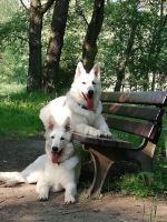 Shira & Shaman Alpen Angel - biały owczarek szwajcarski