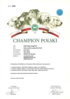 biały owczarek szwajcarski