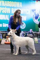 Biały Owczarek Szwajcarski Shira Alpen Angel