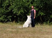 Silver - biały owczarek szwajcarski - egzamin BH