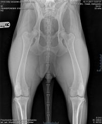 Biały Owczarek Szwajcarski - Shira Alpen Angel