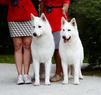 Biały owczarek szwajcarski