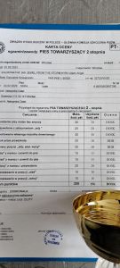 biały owczarek szwajcarski szkolenie