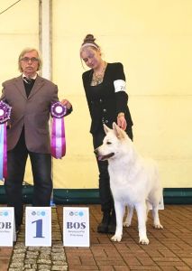 biały owczarek szwajcarski