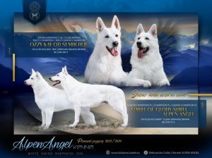 Biały owczarek szwajcarski szczenięta