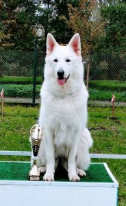 Biały owczarek szwajcarski egzamin PT3