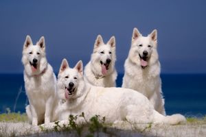 biały owczarek szwajcarski