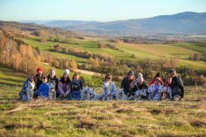 biały owczarek szwajcarski