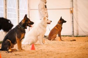 biały owczarek szwajcarski szkolenie