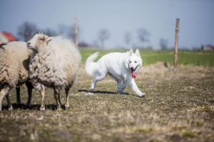 Biały owczarek szwajcarski