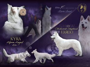 biały owczarek - szczenięta